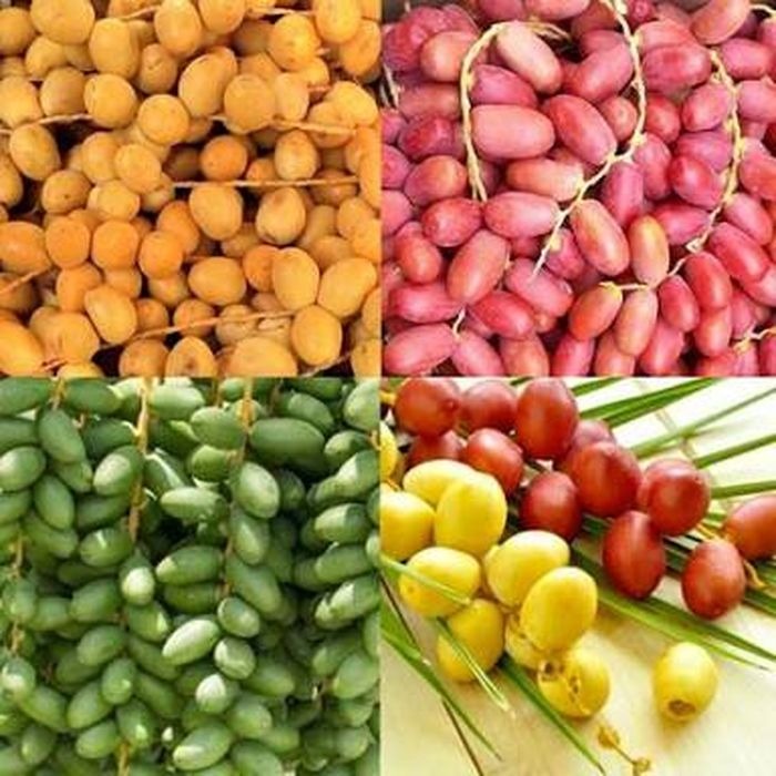 Kurma Muda Kuning, Hijau dan Merah (Img : google) Kurma Muda Kuning, Hijau dan Merah (Img : google)