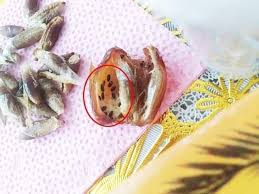 Contoh kurma berkutu. Source image : Google.com