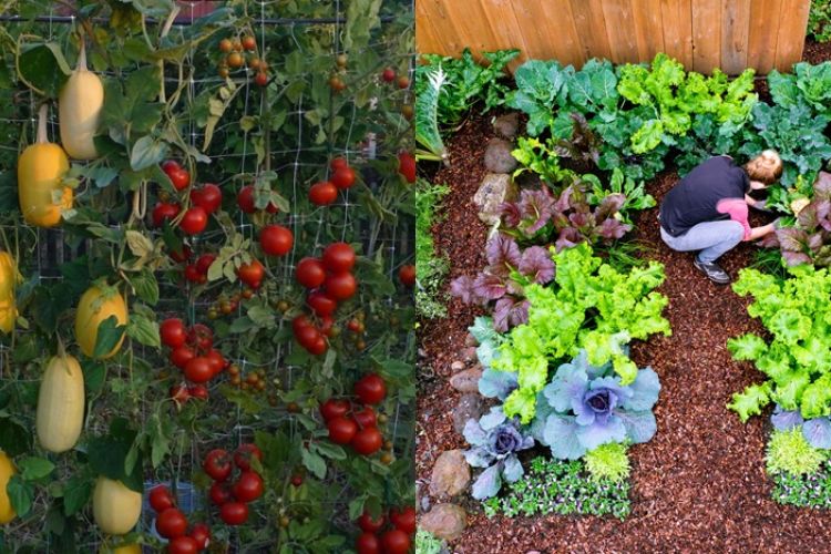 Ide berkebun dirumah atau lahan kecil (Source Image : Brilio.net)