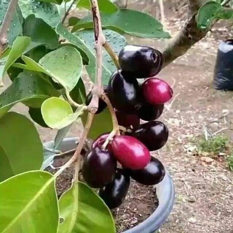 -