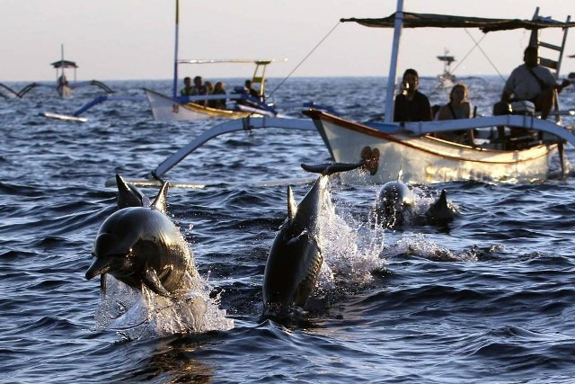 Setiba di laut lepas, keseruan "berburu" lumba-lumba pun dimulai, jukung yang kita tumpangi akan memacu kecepatannya mendekati lokasi mamalia cerdas yang sedang menunjukkan pesonananya.