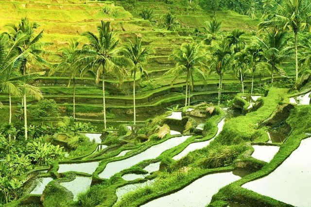 Teras sawah dirancang sangat indah dan tepat berada di tebing bukit. Di tempat ini Anda akan melihat petani Bali menanam padi di dataran miring dengan sistem irigasi. Anda akan menikmati panorama lembah yang indah dengan teras sawah padi dan pohon kelapa menghiasinya