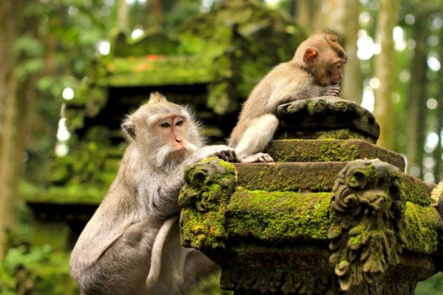 Mandala Suci Wenara Wana atau disebut juga Monkey Forest Ubud merupakan sebuah tempat cagar alam dan kompleks candi yang terletak di desa Padangtegal Ubud, Bali. Di tempat ini mempunyai kurang lebih 749 ekor monyet ekor Panjang.