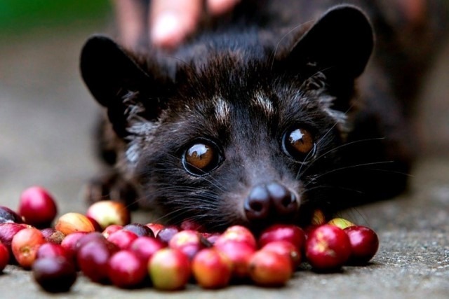 Di sini, pengunjung dapat melihat proses pembuatan kopi luwak, mulai dari panen biji kopi hingga menjadi minuman siap seduh. Selain itu, pengunjung juga dapat menikmati pemandangan perkebunan kopi dan sawah yang indah, serta menikmati berbagai aktivitas seperti ayunan di tepi tebing.