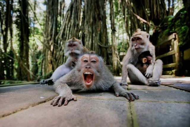 Mandala Wisata Wenara Wana atau disebut juga Hutan Monyet Ubud merupakan sebuah tempat cagar alam dan kompleks candi yang terletak di Ubud, Bali. Di tempat ini mempunyai kurang lebih 340 ekor monyet ekor panjang.