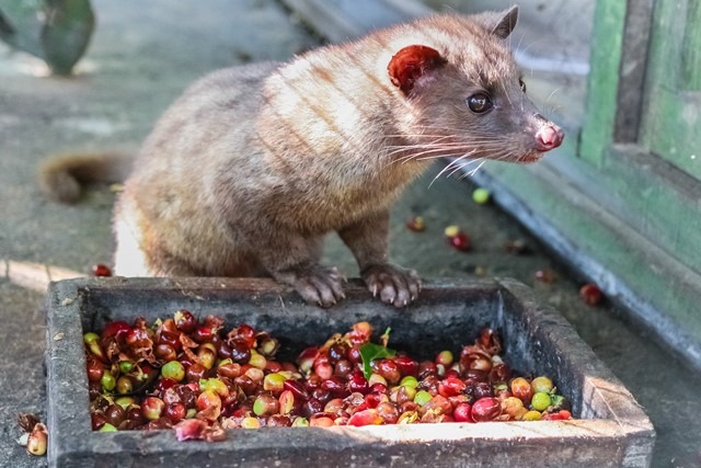 Kamu bakal diajak melihat proses pembuatan kopi luwak, yaitu salah satu jenis kopi yang kenikmatannya diakui masyarakat pecinta kopi di seluruh dunia
