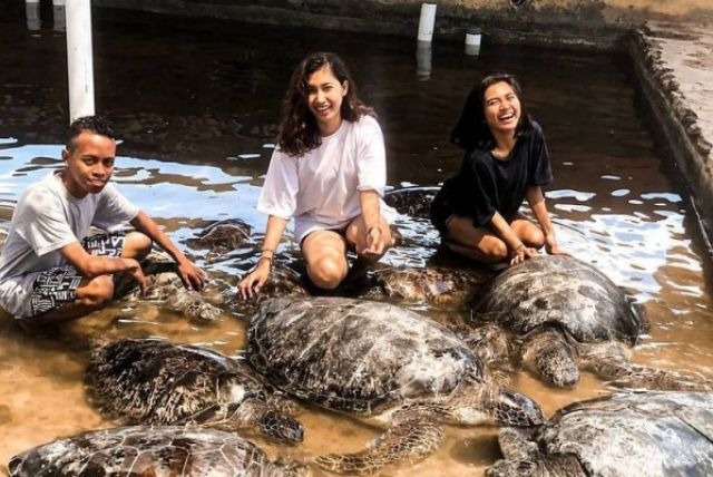Pulau Penyu merupakan tempat penangkaran penyu yang ada di Tanjung Benoa . Selain sebagai upaya perlindungan penyu, tempat ini juga dijadikan sebagai objek wisata yang bisa dikunjungi. Wisatawan akan mengikuti tur keliling penangkaran untuk melihat burung, ular piton, terutama penyu hijau, beserta hewan lainnya.